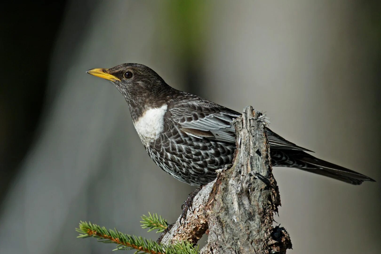 Черный дрозд ареал обитания. Белозобый Дрозд turdus torquatus. Скандинавский Белозобый Дрозд. Белозобый Дрозд фото. Настоящие Дрозды Воробьинообразные.