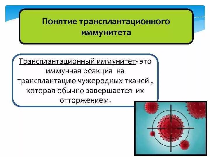 Иммунную реакцию вызывают. Реакции трансплантационного иммунитета. Схема трансплантационного иммунитета. Трансплантационный иммунитет патофизиология. Механизмы реакций трансплантационного иммунитета.