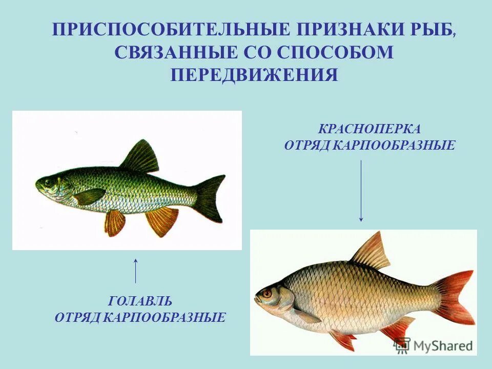 Особенности карпообразных. Отряд Карпообразные размножение. Признаки рыб. Карпообразные представители. Характеристика отряда Карпообразные.