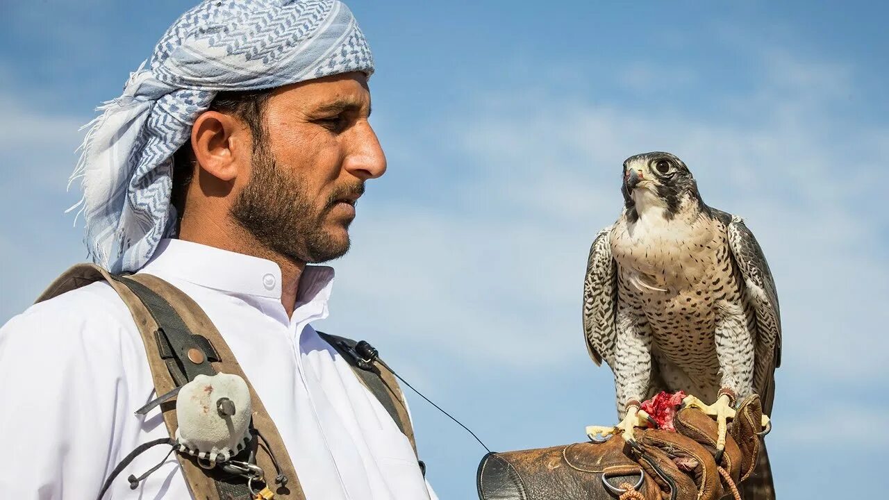 сокол на ближнем востоке 7 букв. сокол на ближнем востоке 7 букв. саудовская аравия соколиная охота. камчатский сокол кречет. путин кречет саудовская аравия.