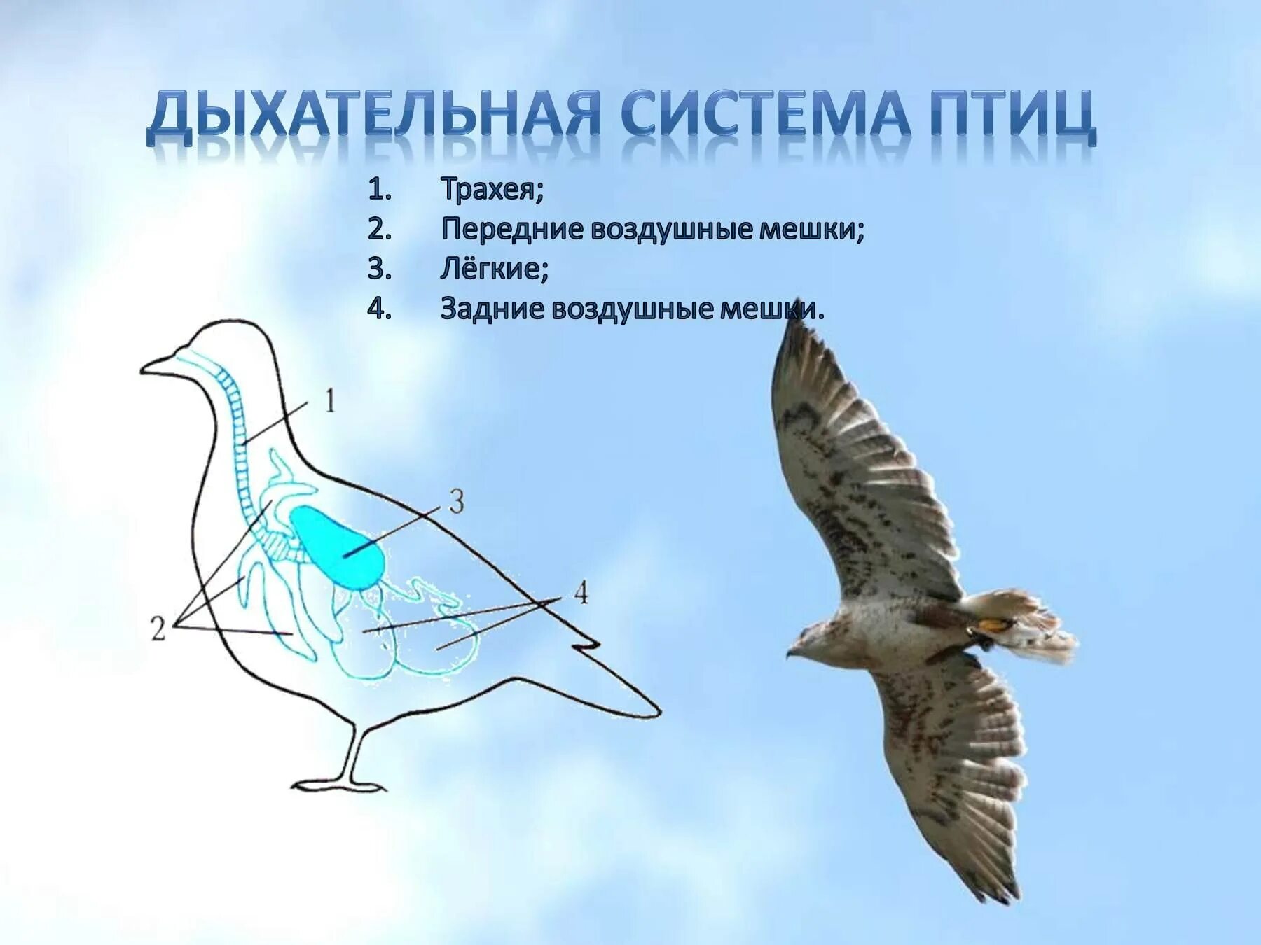 Дыхание птиц является. Строение дыхательной системы птиц. Строение птицы дыхательная система система. Система органов дыхания птиц схема 7 класс. Внутреннее строение птицы органы дыхания.