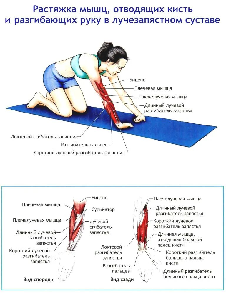 Мышцы колена укрепить