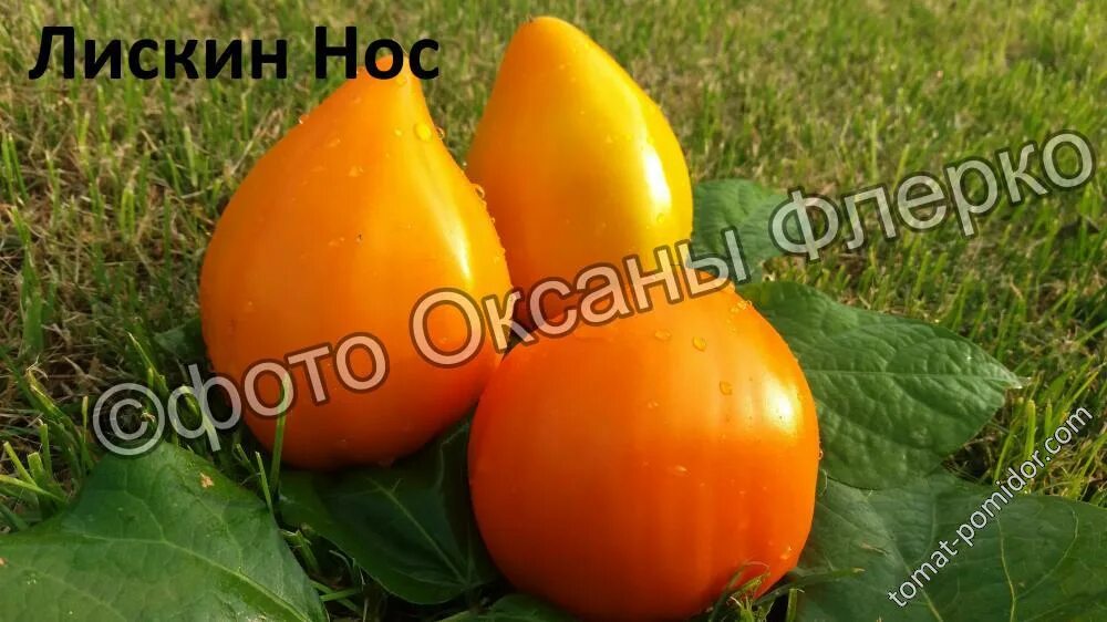 Томат лискин нос характеристика и описание сорта. Томат лискин нос. томат сорт лискин нос. томат лискин нос в теплице.