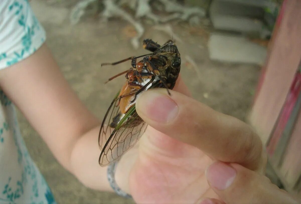 Нимфа цикады. Цикады почему стрелял. Цикады. Цикада кавказская. Певчая цикада.