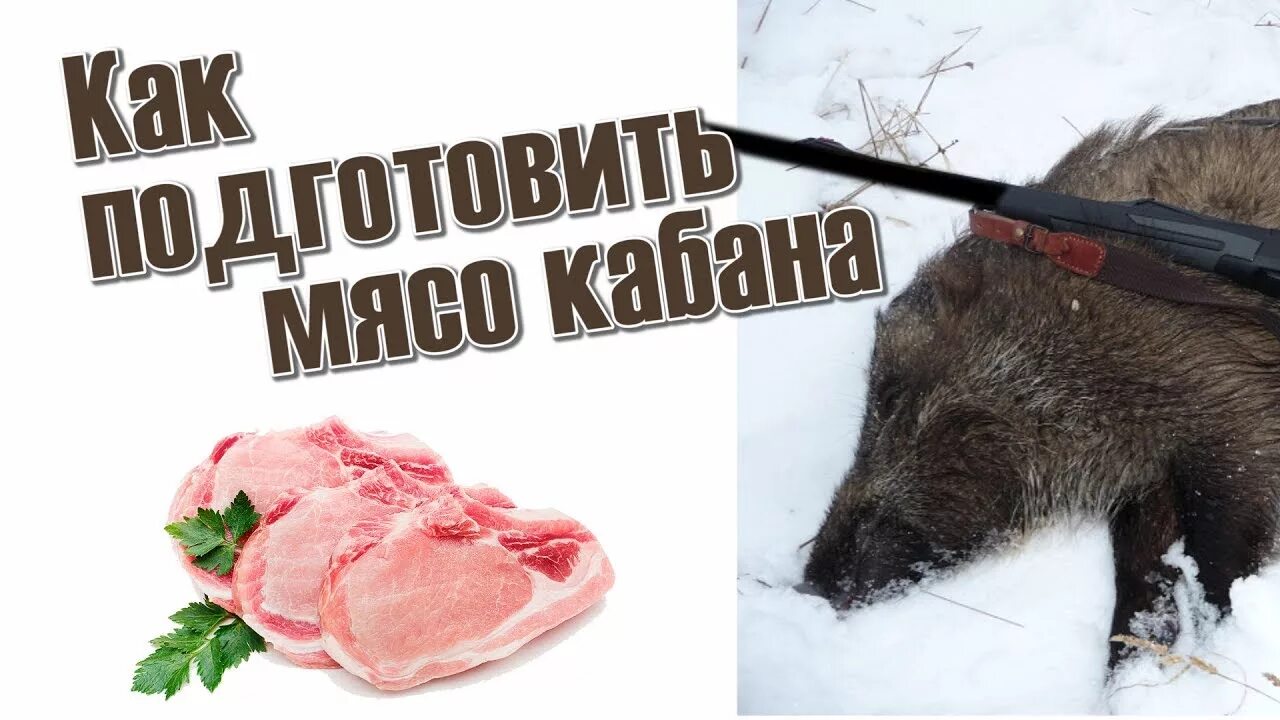 Кабаны едят мясо