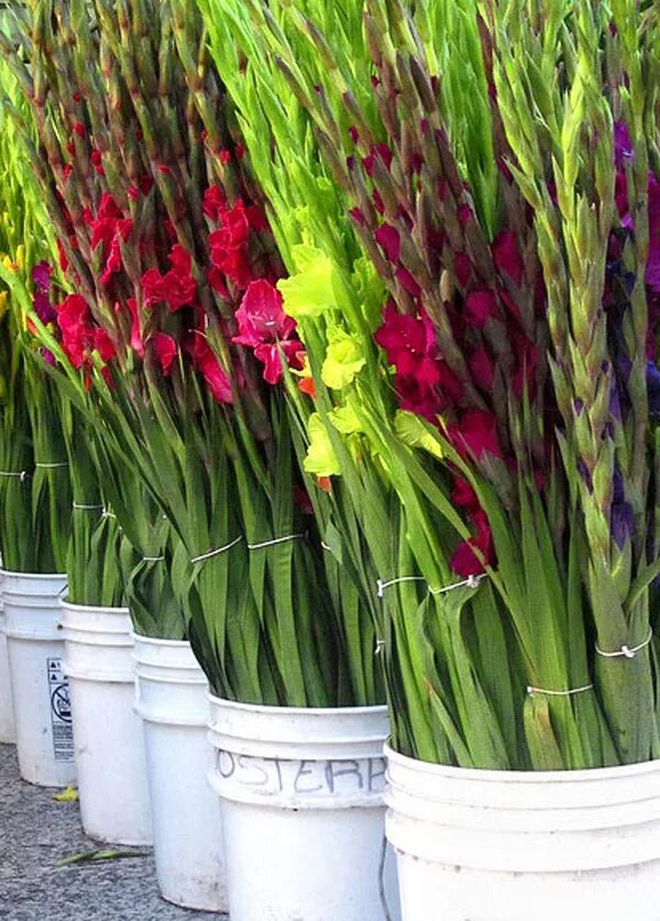 пересаживание растений. горшечное выращивание. горшечное выращивание. мирт сеянец. горшечное выращивание.