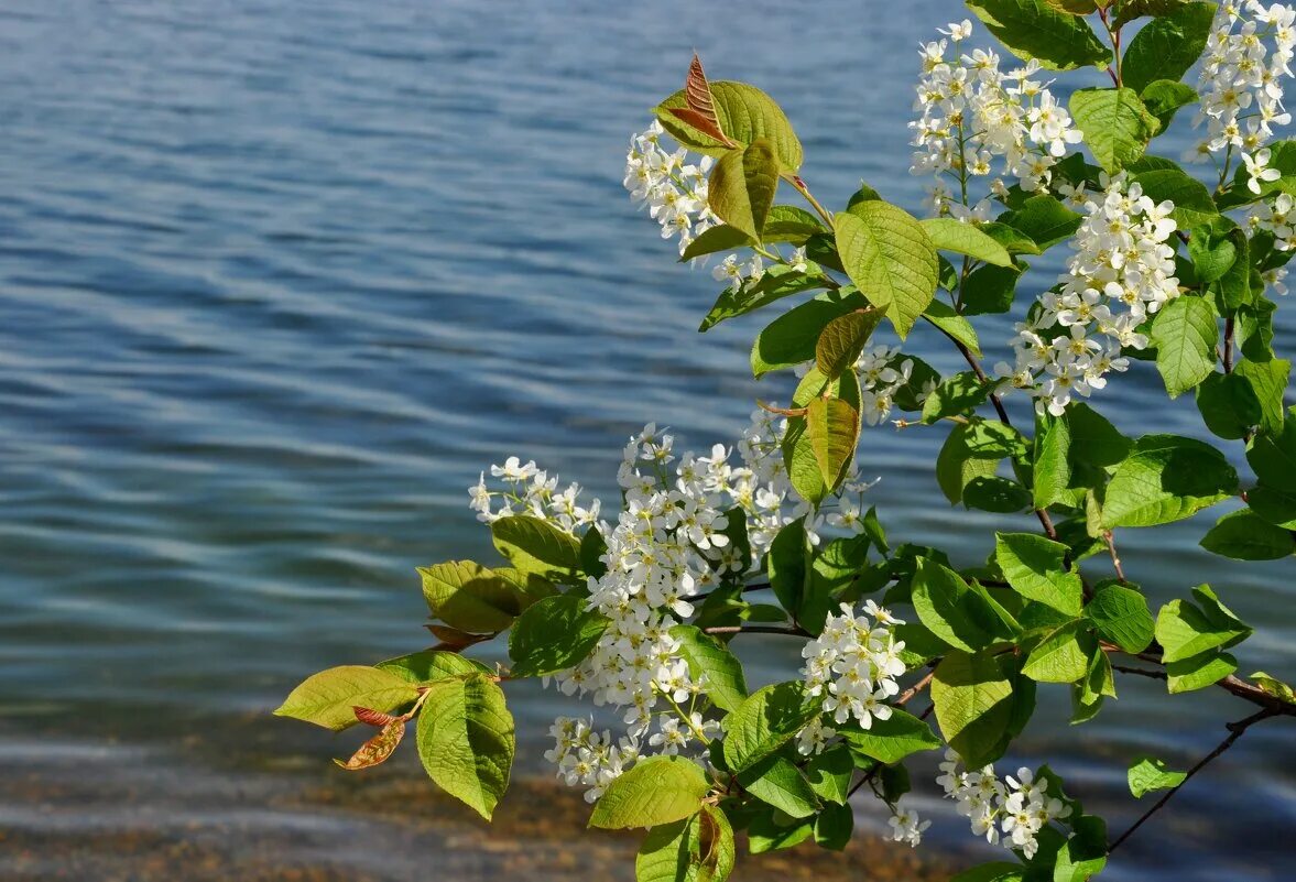 Песня над водой ой над водой. Черемуха Пенза. Черемуха Забайкальского края. Черемуха Байкальская. Черемуха дерево.