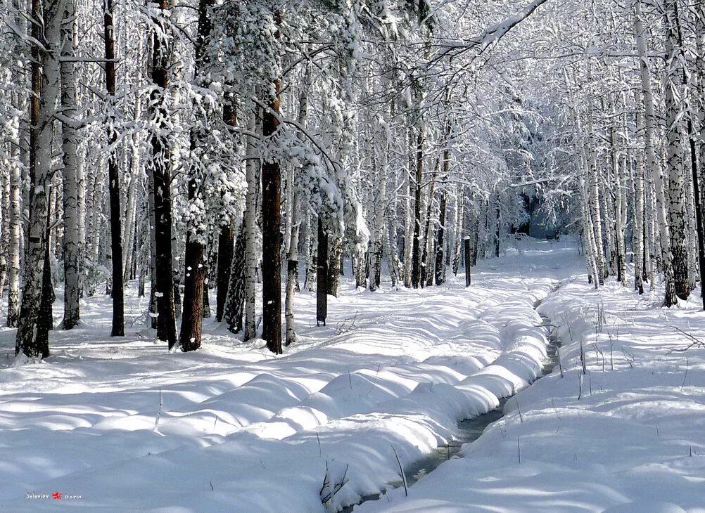 Последняя зима 2006. Начало зимы в лесу. С последними зимними деньками. Последние деньки зимы. Зимний лес Борисов.