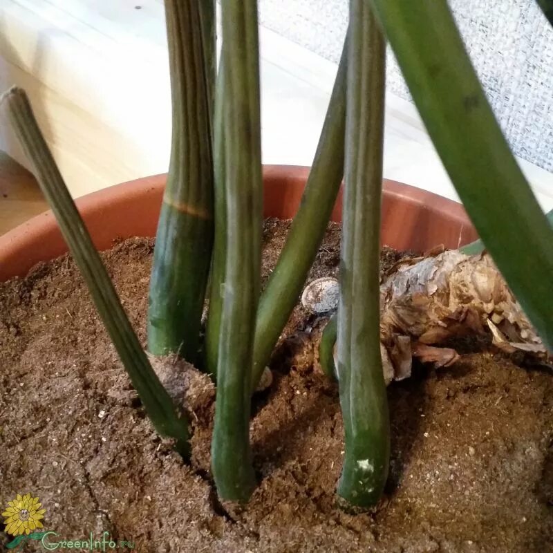 Почему у замиокулькаса стебли. Замиокулькас цветок. Замиокулькас листья скручиваются. Замиокулькас перелом стебля. Антракноз замиокулькас.