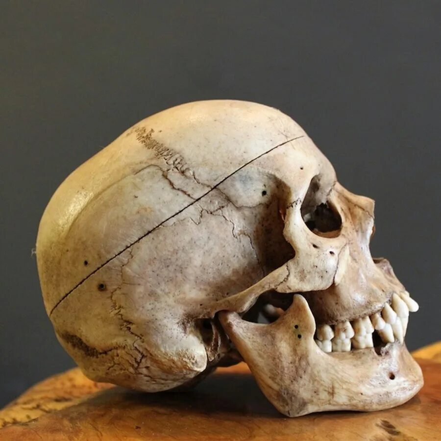 Череп человека. Анатомический череп человека. Черепная коробка человека.