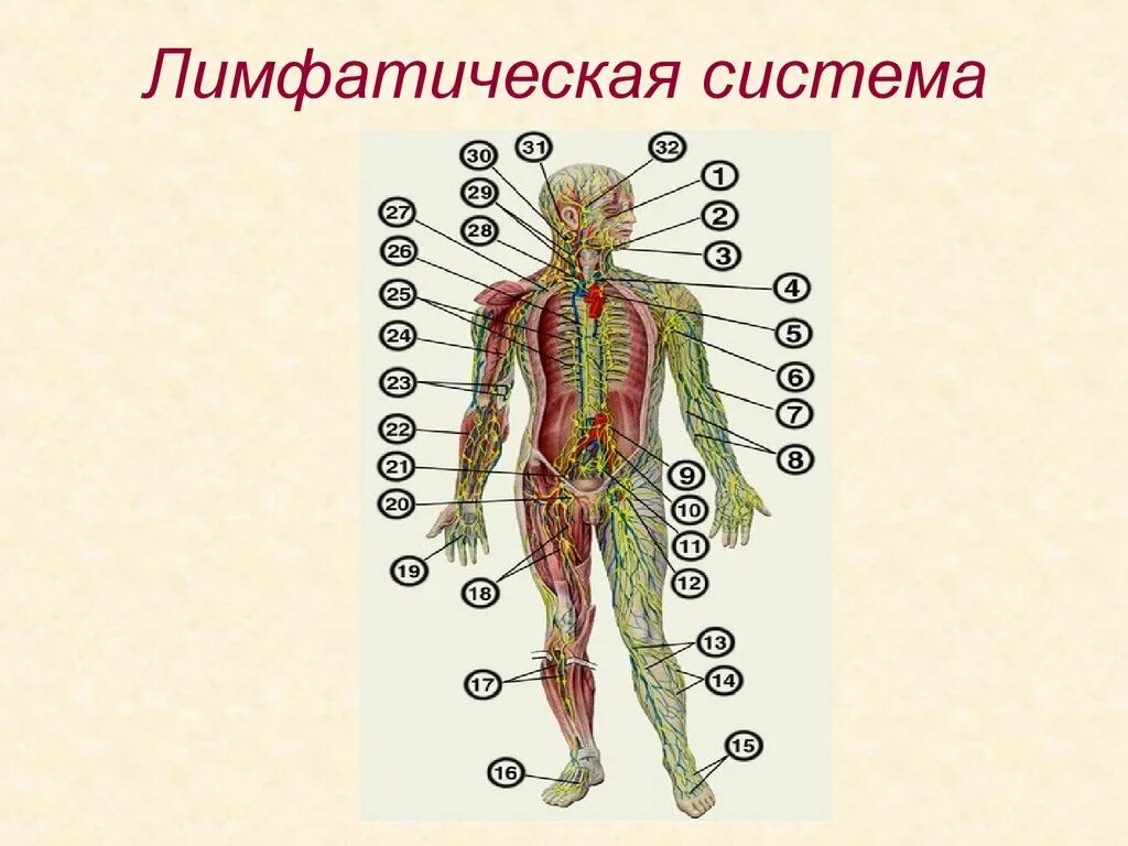 Схема строения лимфоидной системы человека. Лимфатическая система человека анатомия. Лимфатическая система схема. Строение лимфатической системы человека. Лимфосистема схема