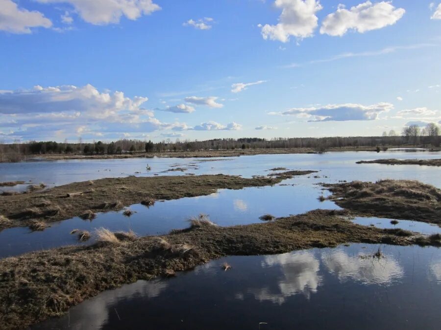 Вода затопила луга. Затопленный луг. Потопленные Луга. Луга залитые водой. Затопленные Луга в половодье.