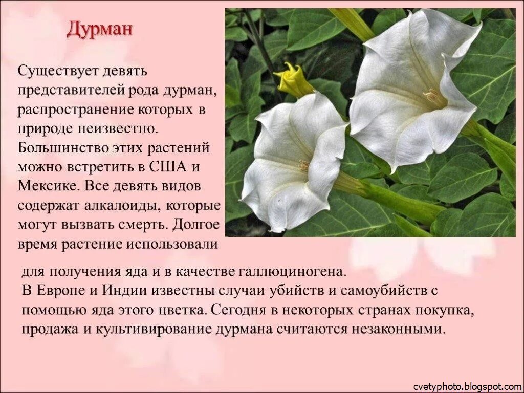 Дурман читать. Дурман обыкновенный растение. дурман обыкновенный ядовитое. дурман обыкновенный описание растения. дурман душистый (датура)..