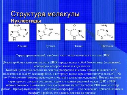 Сколько содержится нуклеотидов аденина