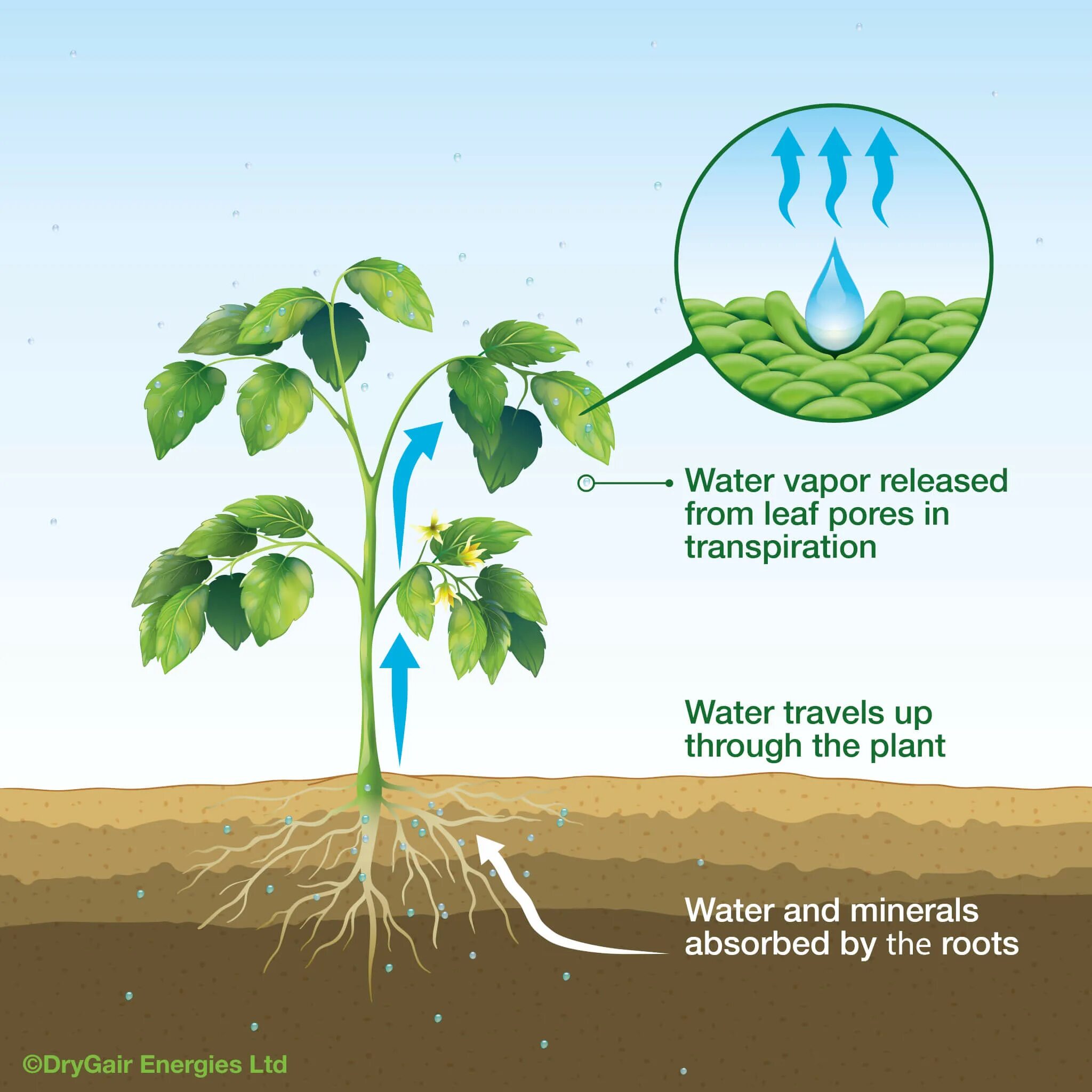 Water uptake in Plants. Transpiration in Plants. Plant nutrients. NFT иллюстрации. Effect plants