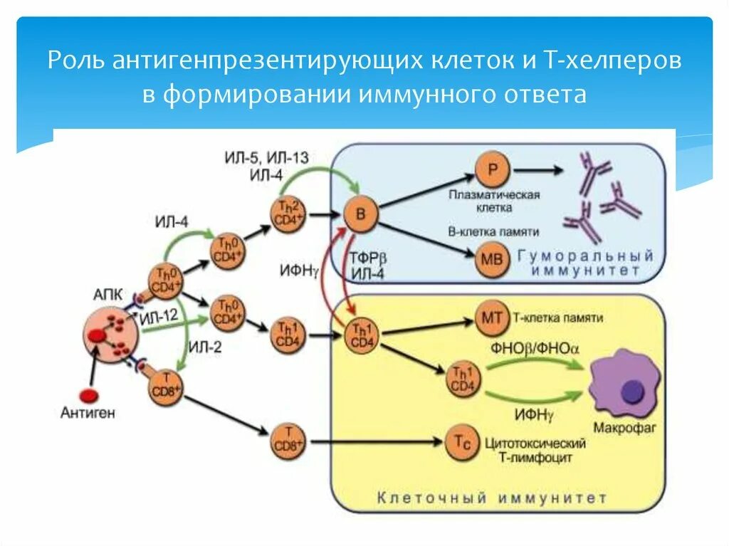 Взаимодействие иммунных клеток. Т хелперы в клеточном иммунитете. Схема дифференцировки клеток иммунной системы. Схема иммунного ответа иммунология. Роль антигенпрезентирующих клеток в развитии иммунных.