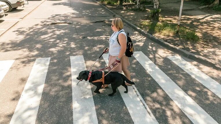 Дай поводырь 4. Собака поводырь для слепых или слабовидящих. центре «собаки-помощники инвалидов»,. пандусы для инвалидов собаки поводыри. кинолог поводырь.