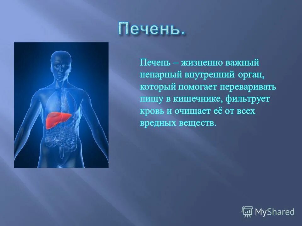 Доклад про органы человека. Доклад про печень. Печень человека 2 класс. Любой орган в организме