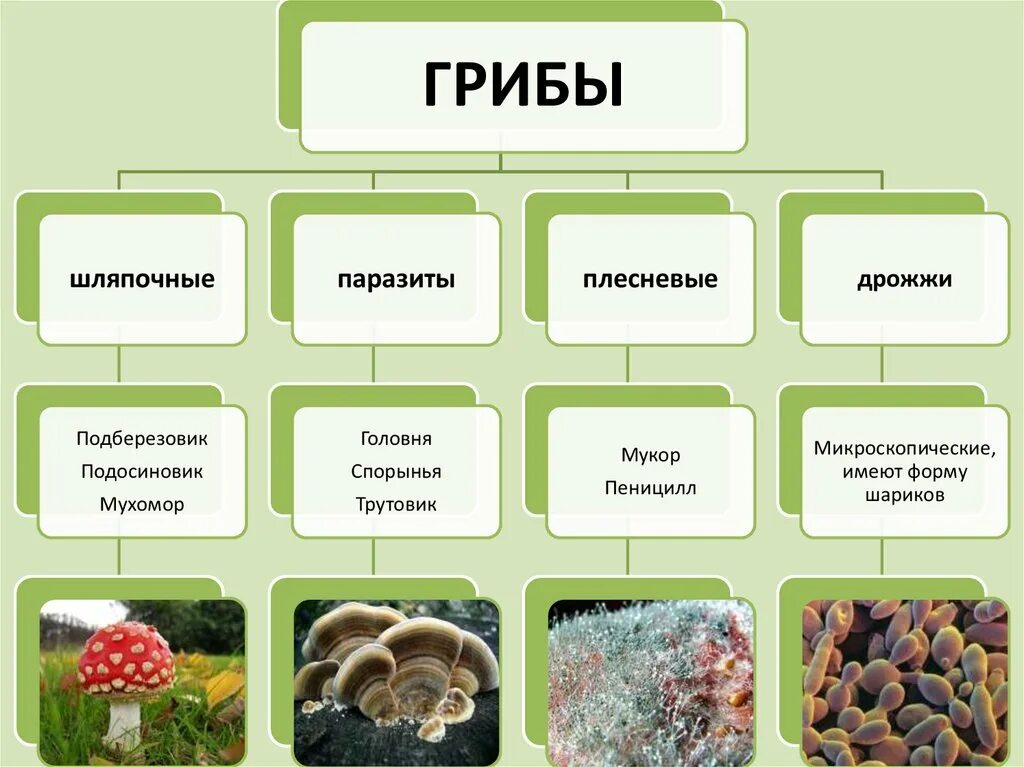 Группы грибов 7 класс биология