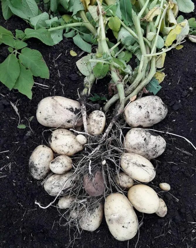 гулливер картофель характеристика. картофель журавинка фото. картофель сорт гулливер. картофель семенной гулливер. картофель сорт гулливер.