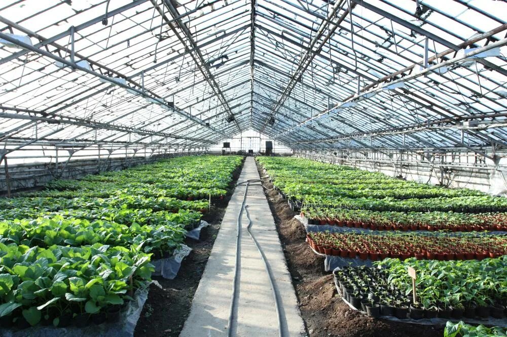 Профессия овощевод презентация. Профессии овощевод цветовод. Какую территорию овощеводы называют защищенным грунтом. Культивационные сооружения защищенного грунта. Овощеводство защищенного грунта в рф.