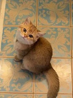 Котенок ра