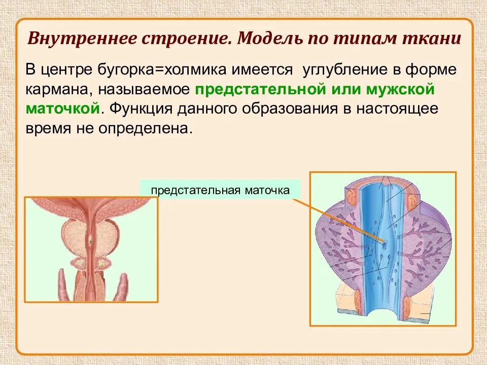 Семенной бугорок предстательной железы. Семенной бугорок функции. Мужская маточка. Предстательная маточка анатомия. Маточка у мужчин