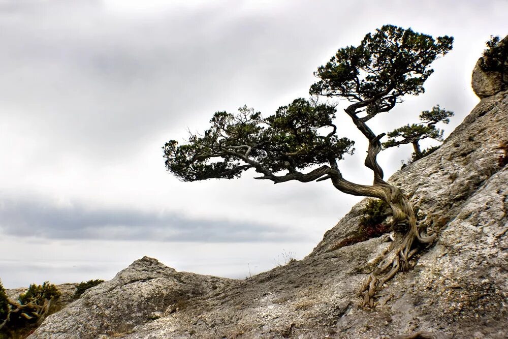 Камень дерева. Дерево растущее на скале. Сосна на камнях. Деревья растущие на скалах. И на камнях растут деревья.