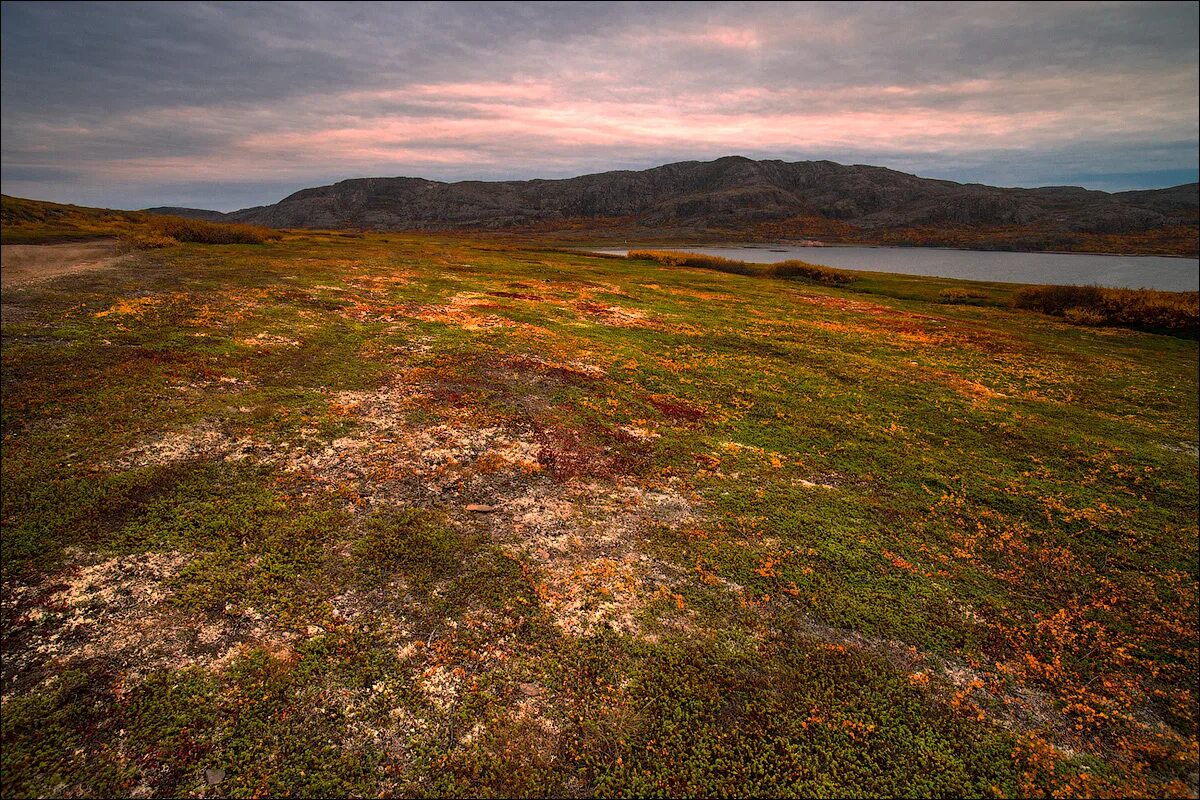 Тундра леса степи степи горы пустыни. Тундра горы. Горно тундровый ландшафт алтай. Тундра степь. Почвы тундры и степи.