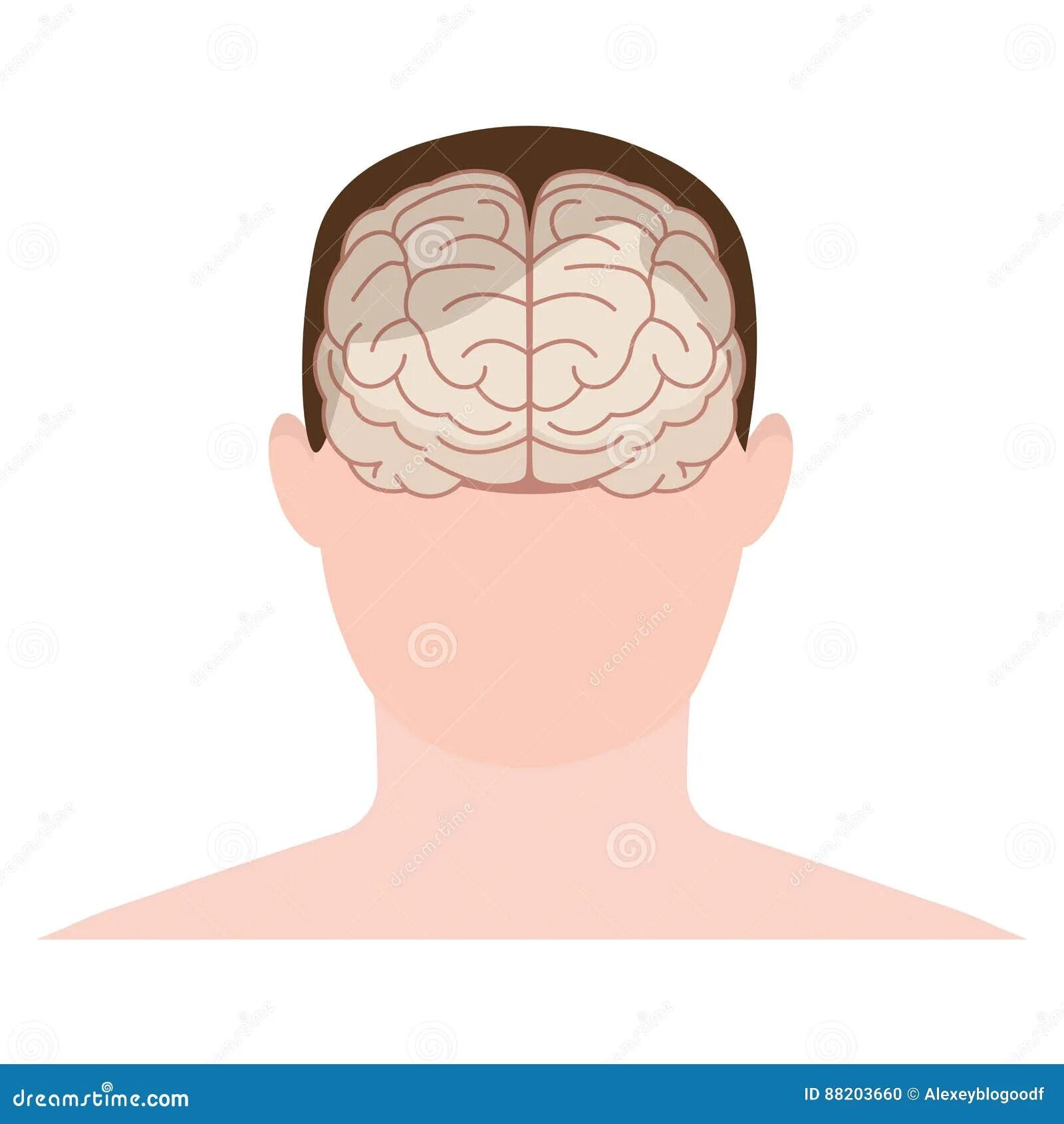 Brain face. Мозг человека анфас. Мозг флэт.