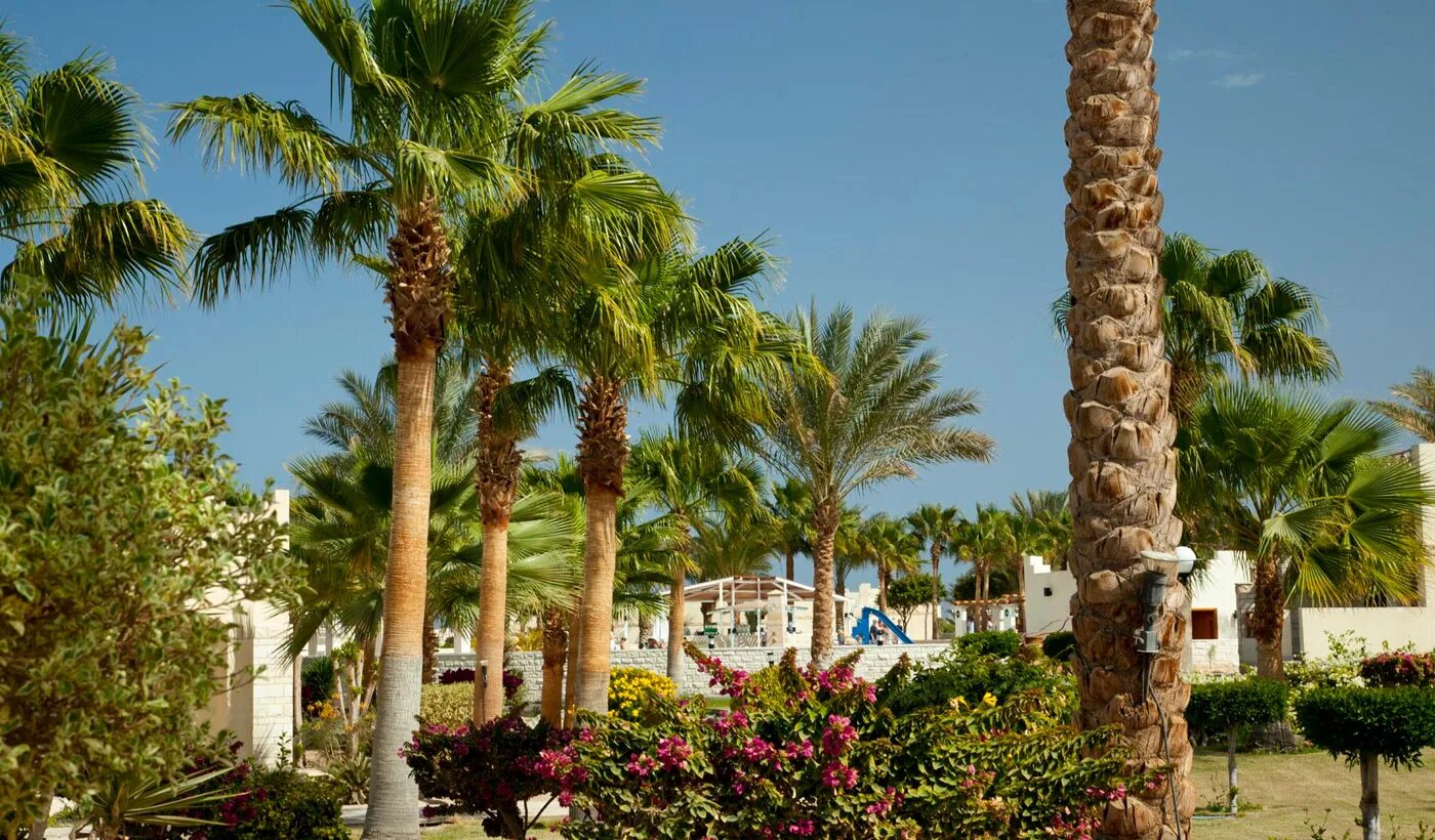 Coral beach отзывы. Coral Beach Hotel Hurghada. Coral Beach Hotel Hurghada 4 Египет. Отель Корал Бич Хургада Египет. Ротана Корал Бич Хургада.