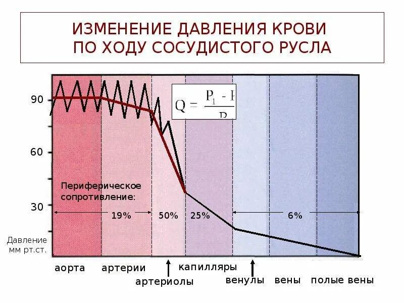 Изменение сопротивления в различных участках сосудистого русла. Изменение давления крови. Изменение давления крови по ходу сосудистого русла. Изменение давления по ходу сосудистого русла. Может измениться группа крови в течение жизни