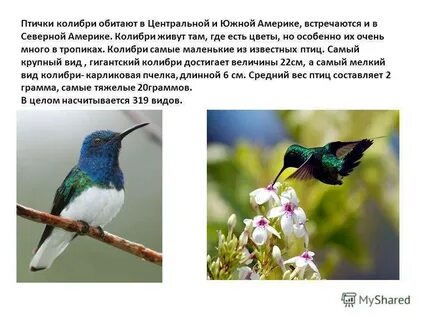 На каком материке живет колибри
