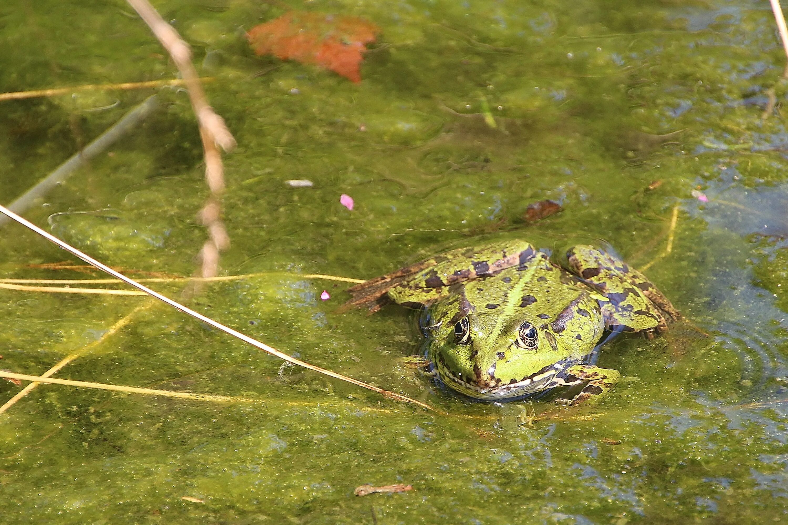 Как избавиться от лягушек на участке. Зеленая Прудовая лягушка. Зеленая водяная лягушка. Лягушка в пруду. Лечебная лягушка.