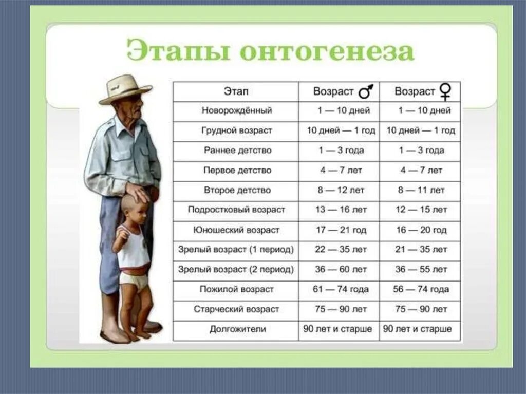 Скольки лет в первый класс. Этапы онтогенеза человека схема. Онтогенез этапы развития. Онтогенез этапы развития человека. Перечислите этапы онтогенеза человека..