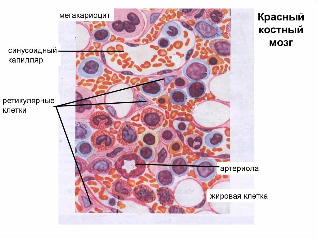 Структуры красного костного мозга. Синусоидные капилляры красного костного мозга. Ретикулярные клетки красного костного мозга. Строение красного костного мозга гистология. Срез красного костного мозга гистология.