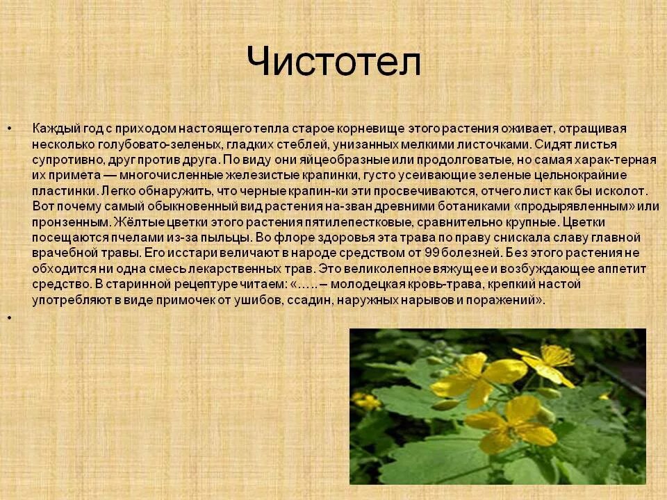 Чистотел польза и вред. Лекарственные растения чистотел. Чистотел большой лекарственное растение. Чистотел описание растения. Чистотел доклад.