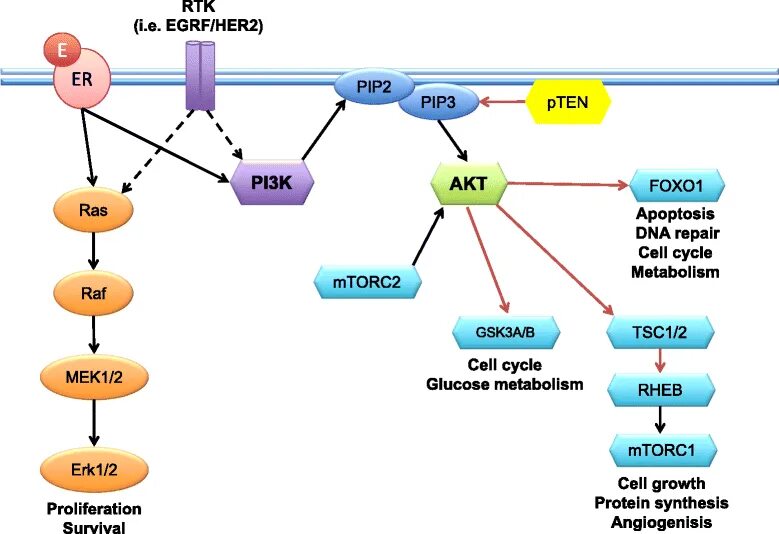 Сигнальный путь pi3k/Akt/MTOR. Pi3k Akt MTOR Pathway. Akt MTOR путь. Pi3k путь. 3.3 k