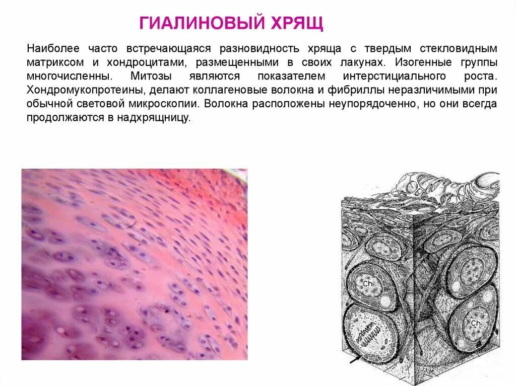 Изогенные группы. Гиалиновая хрящевая ткань волокна. Изогенные хондроциты. Хондроциты изогенные группы. Клетки гиалиновой хрящевой ткани.
