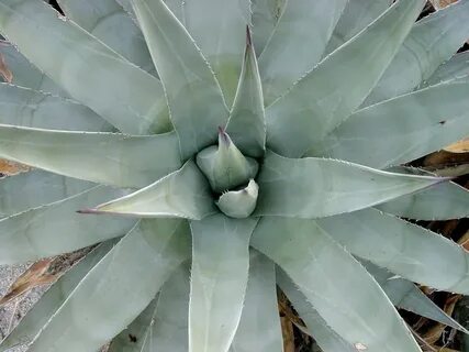Agave