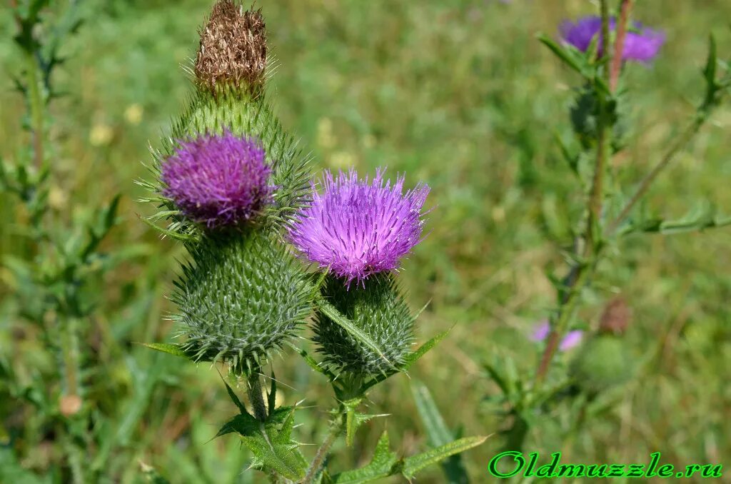 колючие волоски трихомы. крапива двудомная шипы. растения с опушенным стеблем. волоски крапивы. мак исландский бутон.