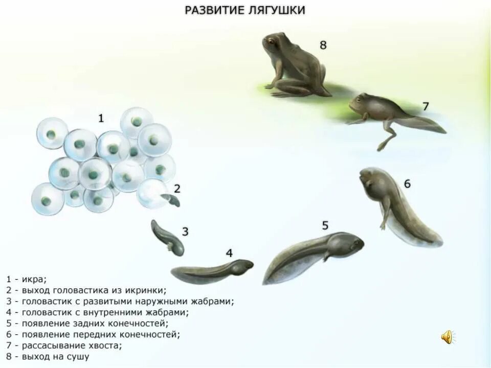 Стадии цикла развития животных. +цикл развития по стадиям лягушки. Цикл развития лягушки 3 класс. Стадии размножения лягушки. Цикл развития кузнечика схема.