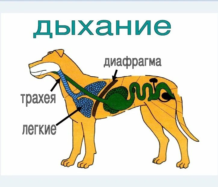 Дыхательная система собаки. Дыхательная система млекопитающих 7 класс. Дыхательная система животных схема. Органы дыхания собаки схема. Схема строения дыхательной системы млекопитающих.