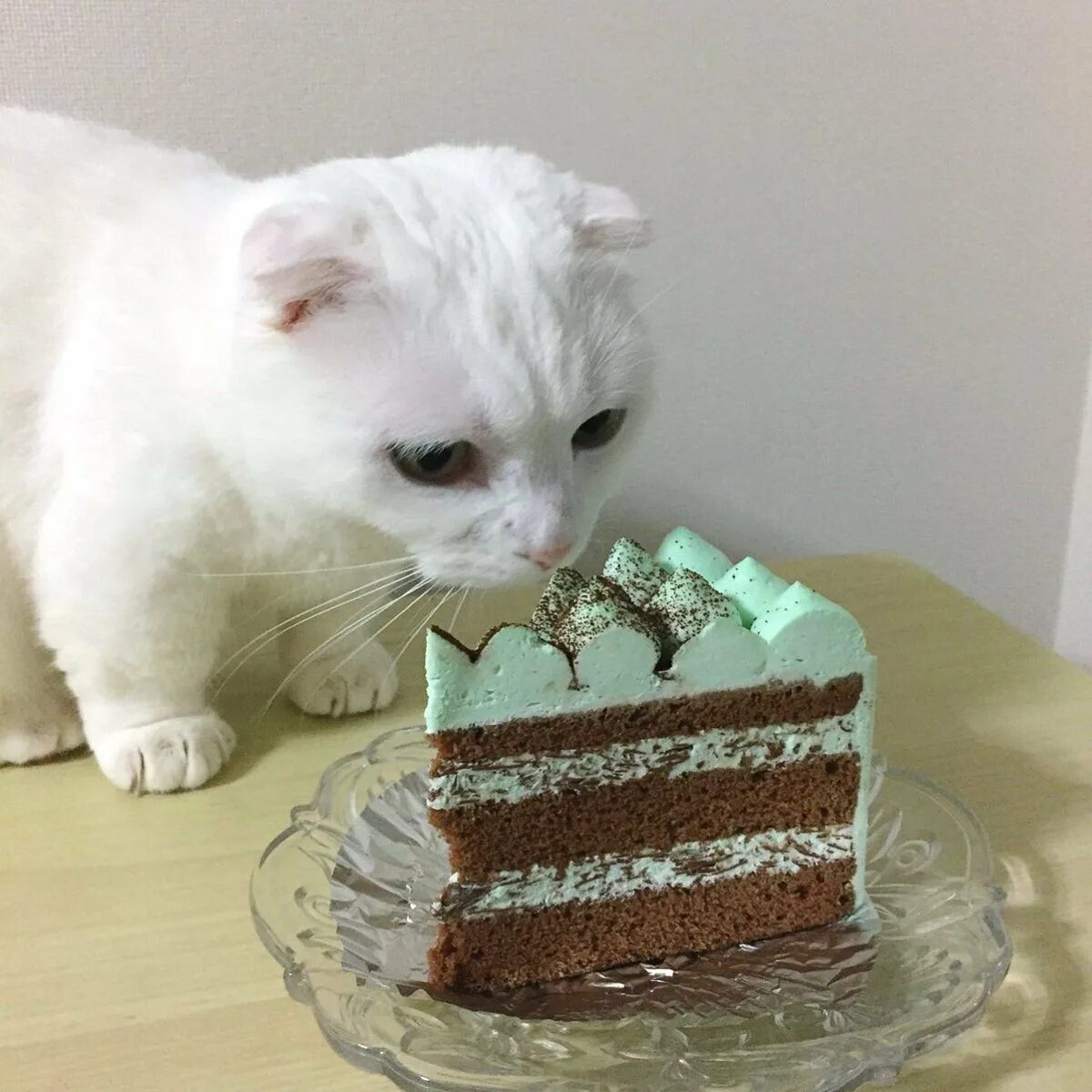 Картинки котиков на торт. Тортик для котика. кот с тортиком. торт с котятами. торт с «кошками».