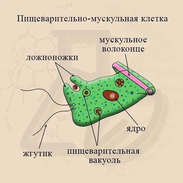 Какую функцию выполняет пищеварительная клетка