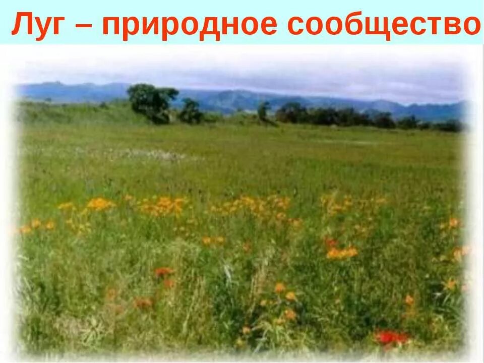 природное сообщество луг презентация. природное сообщество лу. природное сообщество на лугу. природное сообщество луг презентация. жизнь луга.