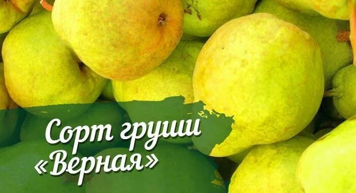 Сорт груши верная. Груша триумф пакгама. Сорт груши верная. Сорт груши верная. Груша верная фото.