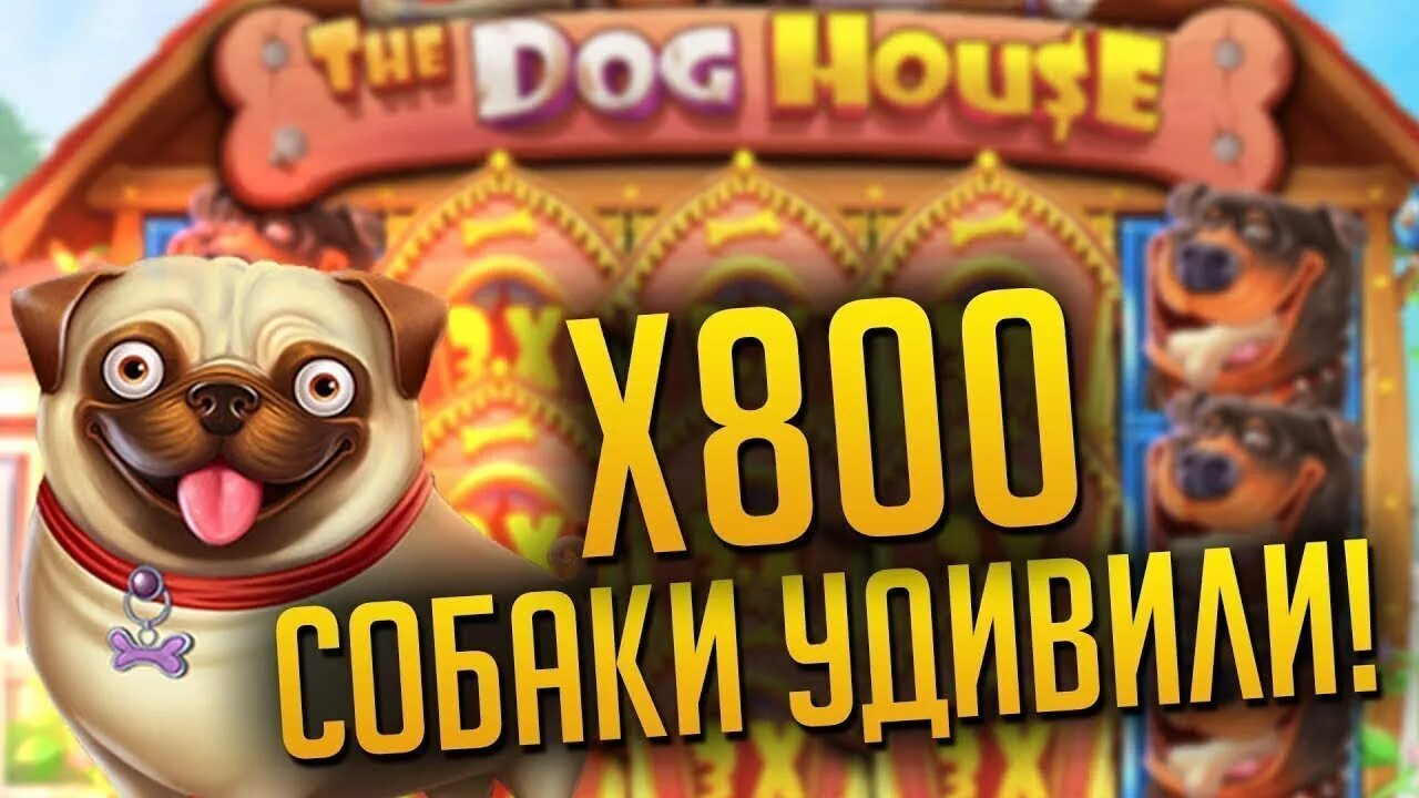 Слот с будками dog houses info. Дог Хаус занос. Занос в the Dog House. Дог Хаус слот. Занос в собаках.