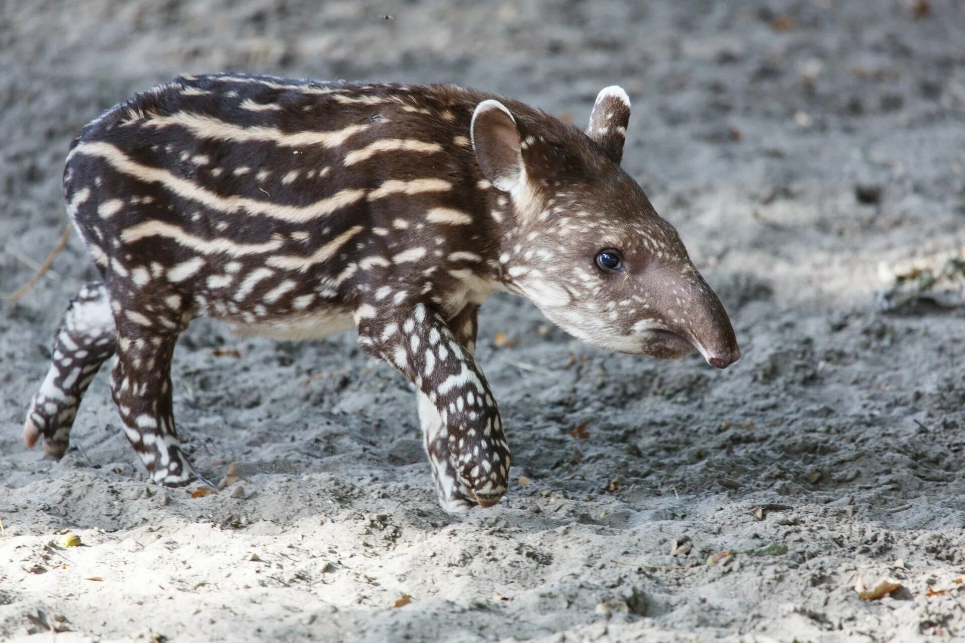 Тапир пятнистый. Горный тапир (Tapirus pinchaque). Горный тапир детеныш. Карликовый тапир.