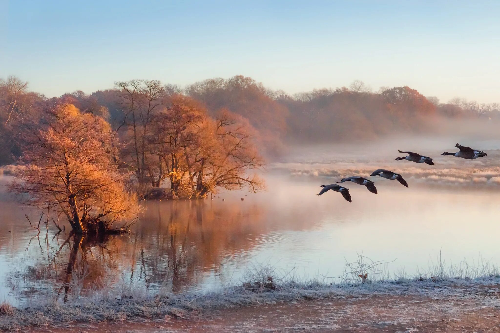 В небе слышалось сильное жужжание. Осень туман. Осень птицы. Поздняя осень птицы. Река поздней осенью.